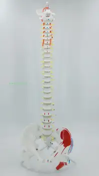 80cm Humanos coluna vertebral modelo Vertebral, pelve, fêmur muscular pontos de início e fim vertebral, artéria hérnia de Disco do nervo espinhal modelo